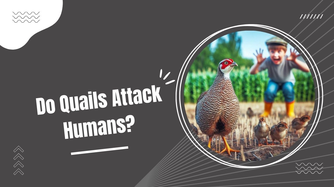 Do Quails Attack Humans