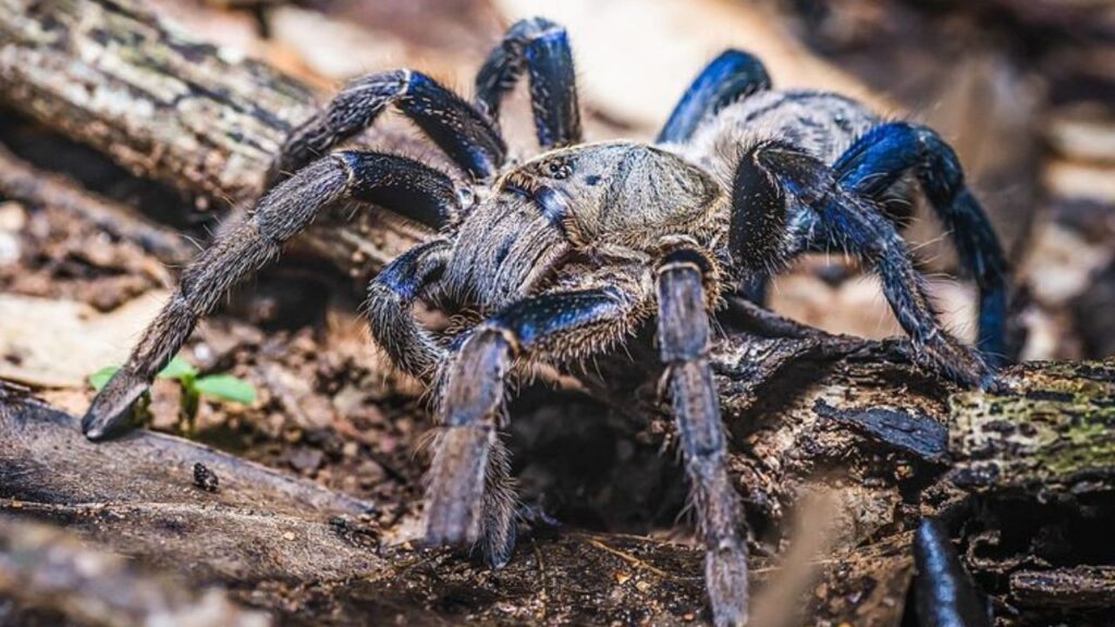 Do Tarantulas Attack Humans (2)