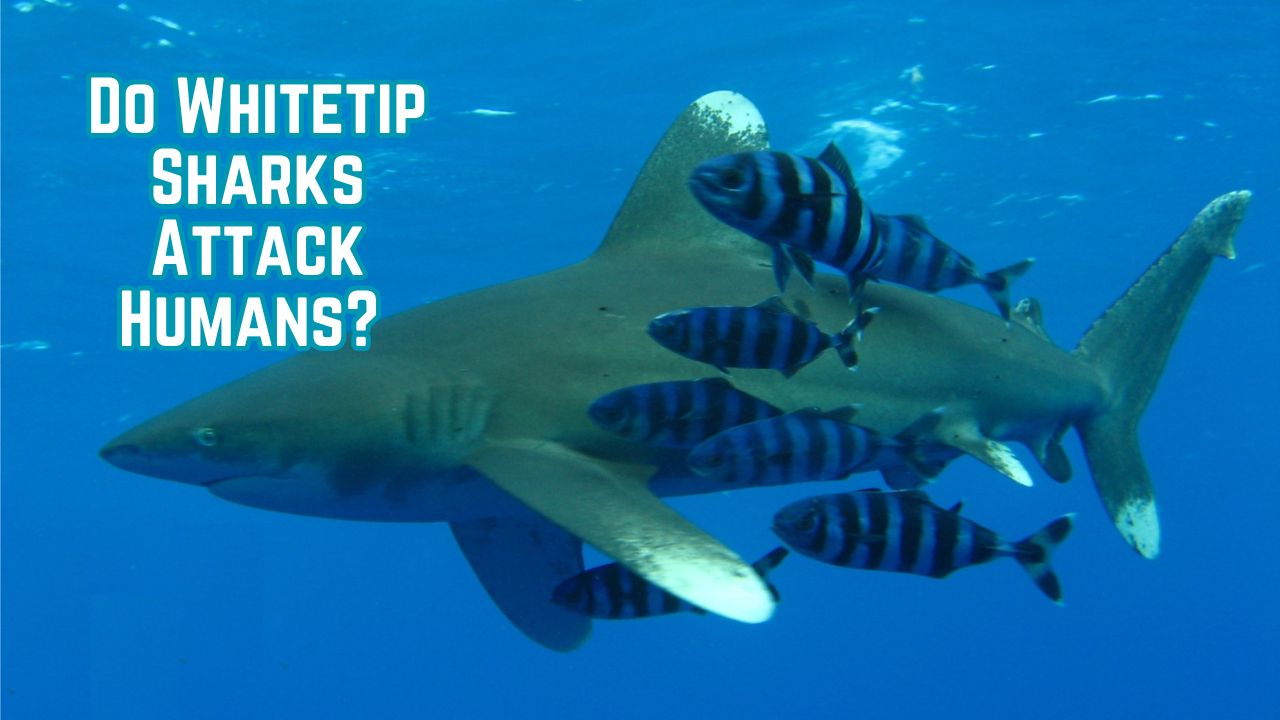 Do Whitetip Sharks Attack Humans