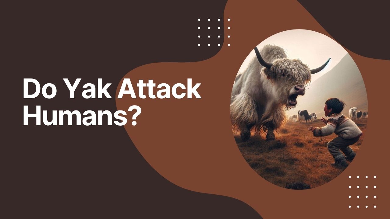 Do Yak Attack Humans