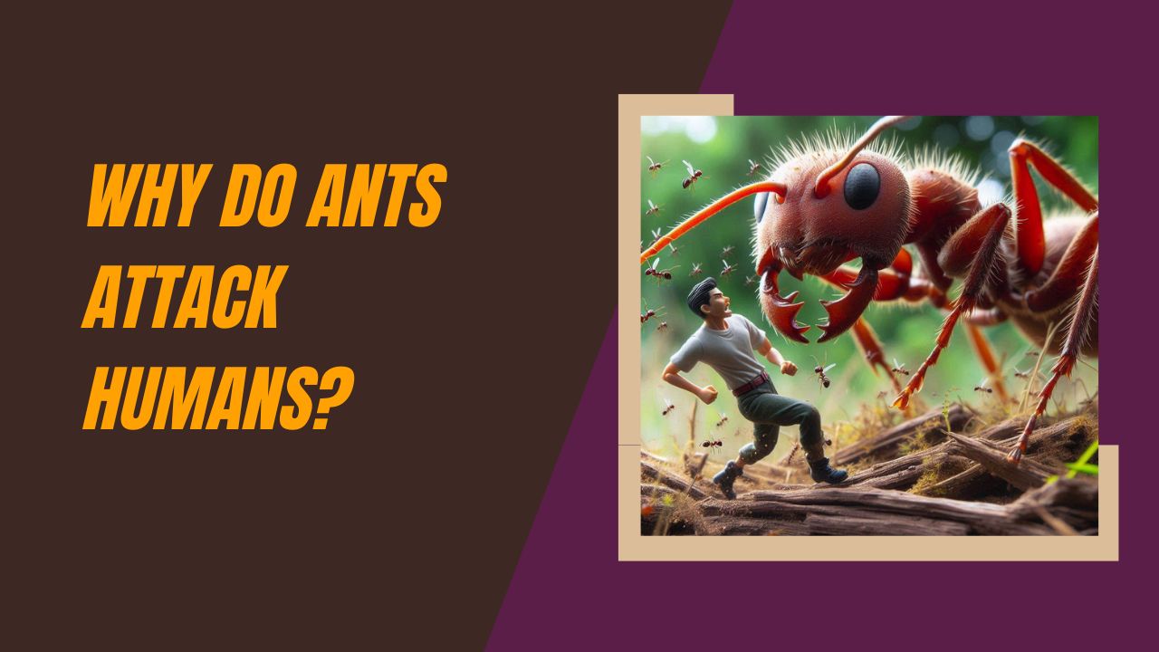 Why Do Ants Attack Humans