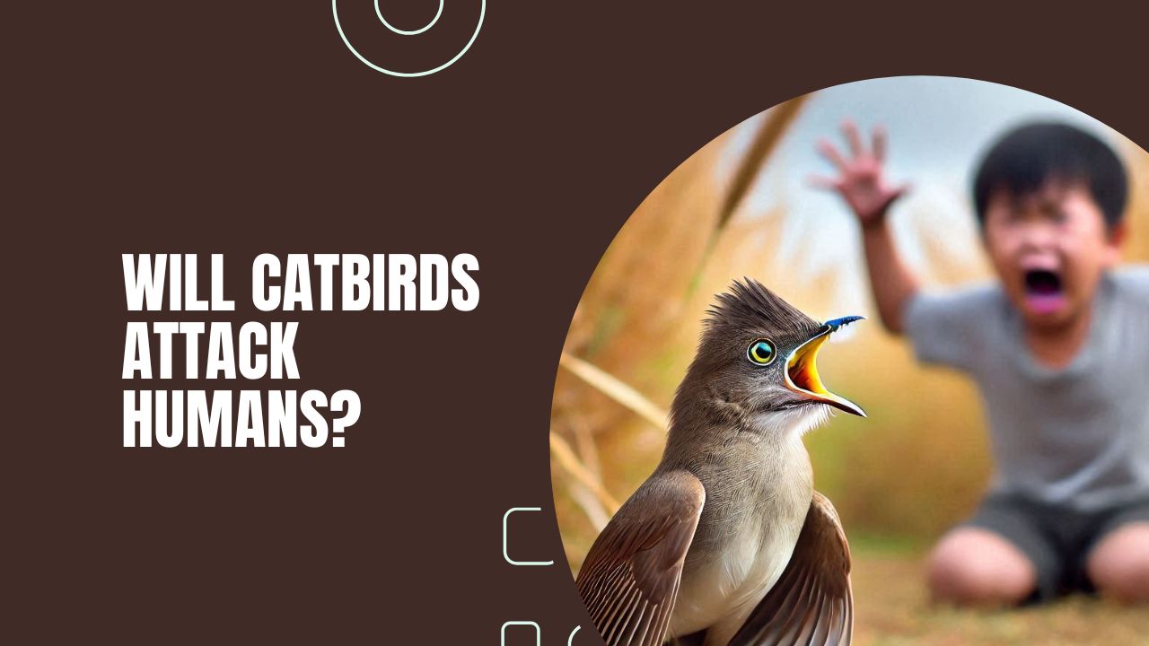 Will Catbirds Attack Humans