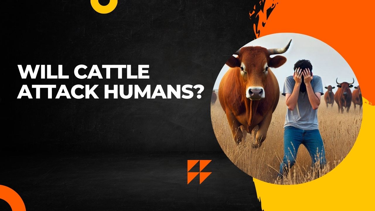 Will Cattle Attack Humans